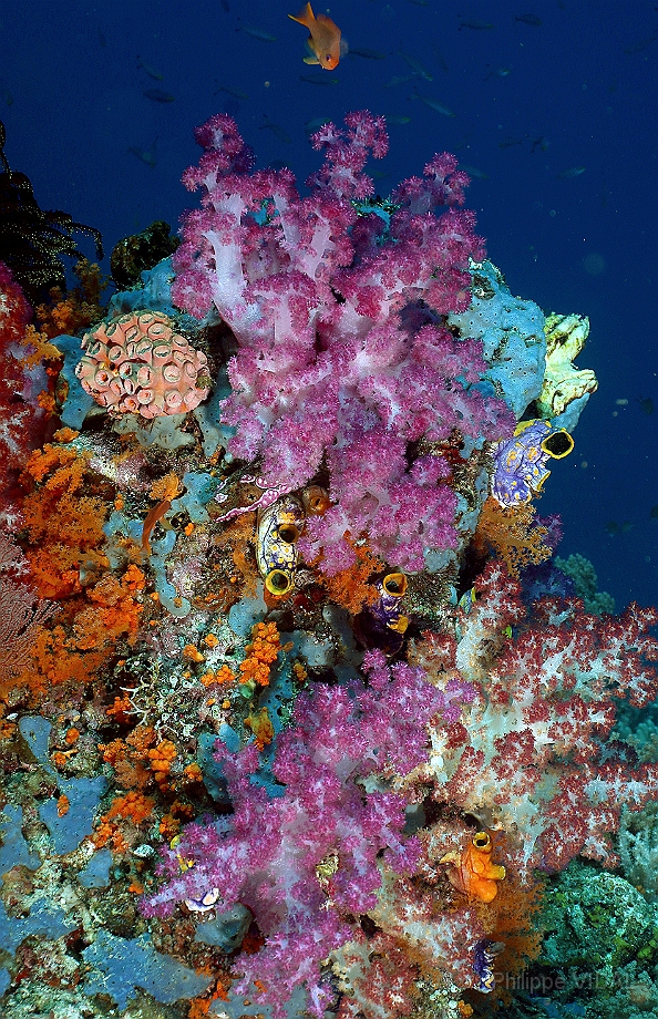 Raja Ampat 2016 - Corail - IMG_4409_rc.jpg